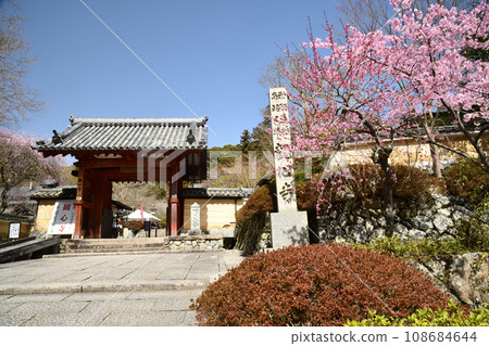 Kanshinji Temple (Sanmon, Weeping Plum) [Kawachinagano City, Osaka Prefecture] 108684644