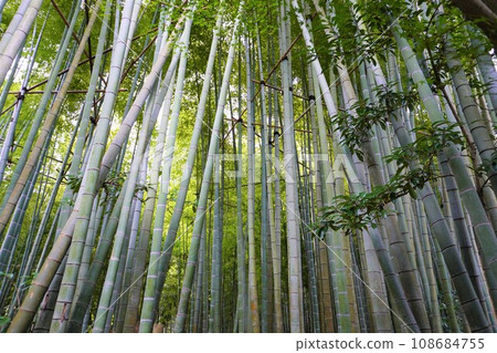 [日本]報國寺竹園中的竹林（鎌倉） 108684755