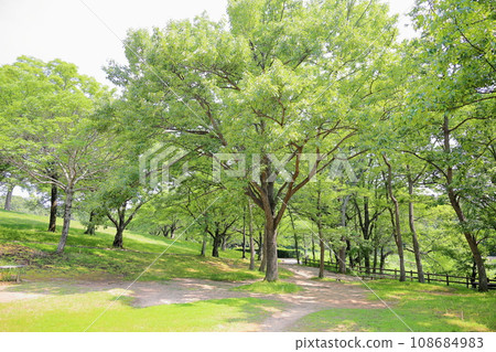 Refreshing summer park - Abemaki forest Refreshing summer park - Abemaki forest 108684983