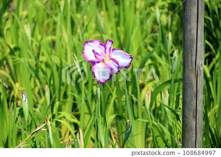 Japanese iris flower Higashishikako Japanese iris flower Higashishikako 108684997