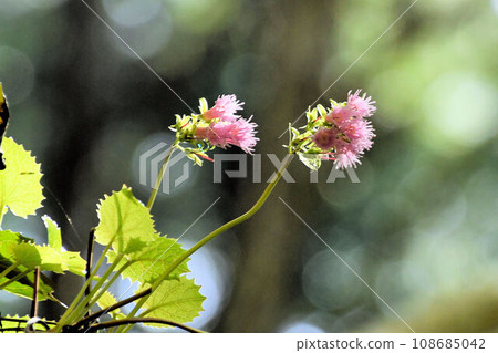 Iwakagami, a beautiful pale pink flower that grows from green leaves that become transparent in the sunlight, was seen along the mountain stream in Akame Valley. Iwakagami, a beautiful pale pink flower that grows from green leaves that become transparent in the sunlight, was seen along the mountain stream in Akame Valley. 108685042