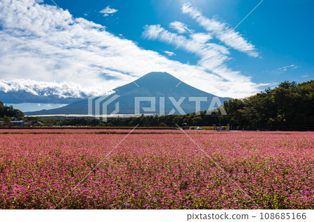 (Yamanashi Prefecture) Autumn scenery of Takanelbee field and Mt. Fuji 2 (Yamanashi Prefecture) Autumn scenery of Takanelbee field and Mt. Fuji 2 108685166