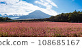 (Yamanashi Prefecture) Autumn panoramic view of Takanelbee field and Mt. Fuji 108685167