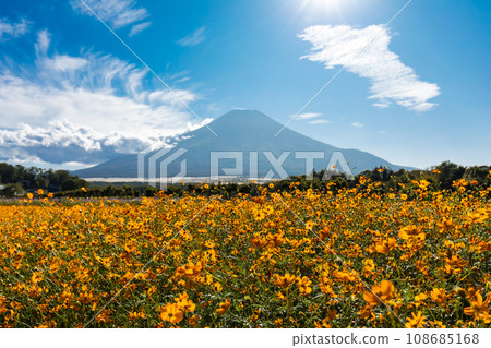 （山梨縣）從秋天的波斯菊田看到的富士山風景3 108685168