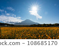 (Yamanashi Prefecture) Scenery of Mt. Fuji seen from the autumn cosmos field 1 108685170