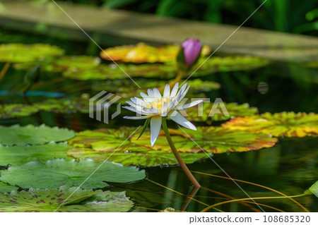 Pale yellow water lily in full bloom 108685320