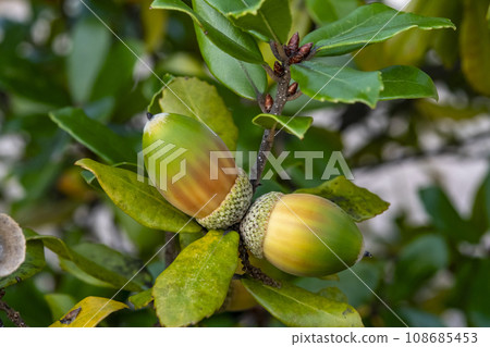 Acorns on a Ubamegashi tree Acorns on a Ubamegashi tree 108685453