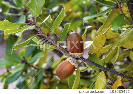 Acorns on a Ubamegashi tree 108685455