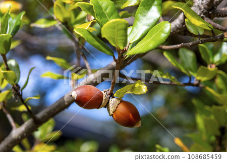 Acorns on a Ubamegashi tree 108685459
