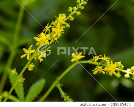 Yellow flowers of Agrimony japonica 108685463