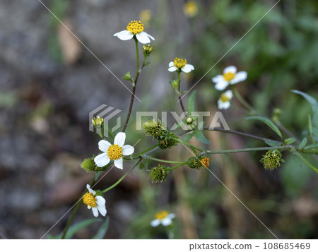 白色的花 108685469