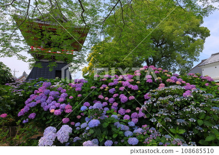 Nagaiota, Kumagaya City, Saitama Prefecture: Hydrangeas, hydrangea, and bell tower on the grounds of Nomanzan Nogoji Temple, which is said to be the hydrangea temple of Menuma. Nagaiota, Kumagaya City, Saitama Prefecture: Hydrangeas, hydrangea, and bell tower on the grounds of Nomanzan Nogoji Temple, which is said to be the hydrangea temple of Menuma. 108685510