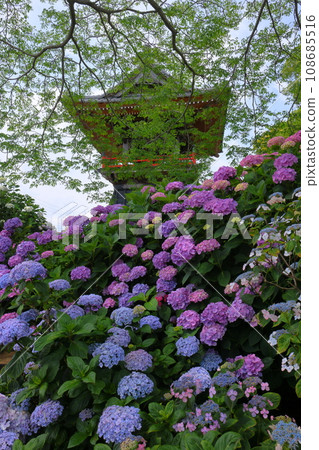 埼玉縣熊谷市長尾太田：野滿山乃古寺院內的繡球花、紫陽花和鐘樓，據說是梅沼的紫陽花寺。 108685516