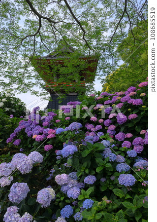 Nagaiota, Kumagaya City, Saitama Prefecture: Hydrangeas, hydrangea, and bell tower on the grounds of Nomanzan Nogoji Temple, which is said to be the hydrangea temple of Menuma. Nagaiota, Kumagaya City, Saitama Prefecture: Hydrangeas, hydrangea, and bell tower on the grounds of Nomanzan Nogoji Temple, which is said to be the hydrangea temple of Menuma. 108685519