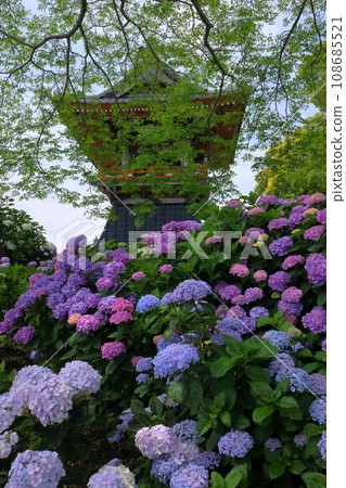 Nagaiota, Kumagaya City, Saitama Prefecture: Hydrangeas, hydrangea, and bell tower on the grounds of Nomanzan Nogoji Temple, which is said to be the hydrangea temple of Menuma. Nagaiota, Kumagaya City, Saitama Prefecture: Hydrangeas, hydrangea, and bell tower on the grounds of Nomanzan Nogoji Temple, which is said to be the hydrangea temple of Menuma. 108685521