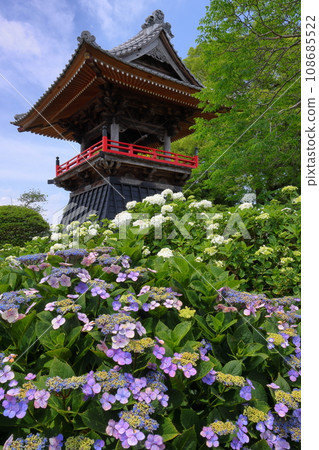 Nagaiota, Kumagaya City, Saitama Prefecture: Hydrangeas, hydrangea, and bell tower on the grounds of Nomanzan Nogoji Temple, which is said to be the hydrangea temple of Menuma. Nagaiota, Kumagaya City, Saitama Prefecture: Hydrangeas, hydrangea, and bell tower on the grounds of Nomanzan Nogoji Temple, which is said to be the hydrangea temple of Menuma. 108685522