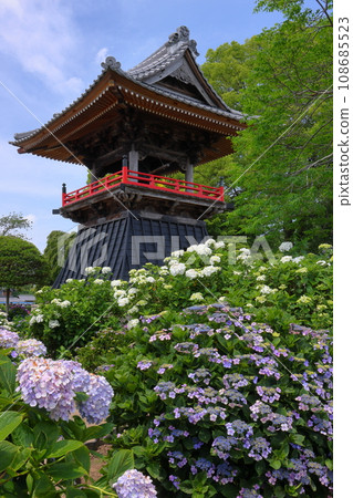 Nagaiota, Kumagaya City, Saitama Prefecture: Hydrangeas, hydrangea, and bell tower on the grounds of Nomanzan Nogoji Temple, which is said to be the hydrangea temple of Menuma. 108685523