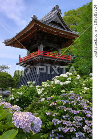 Nagaiota, Kumagaya City, Saitama Prefecture: Hydrangeas, hydrangea, and bell tower on the grounds of Nomanzan Nogoji Temple, which is said to be the hydrangea temple of Menuma. Nagaiota, Kumagaya City, Saitama Prefecture: Hydrangeas, hydrangea, and bell tower on the grounds of Nomanzan Nogoji Temple, which is said to be the hydrangea temple of Menuma. 108685524