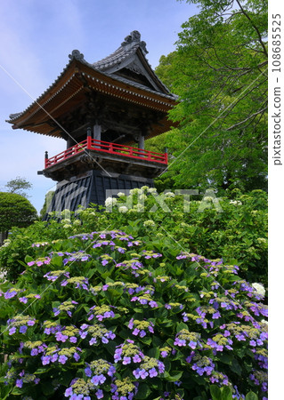 Nagaiota, Kumagaya City, Saitama Prefecture: Hydrangeas, hydrangea, and bell tower on the grounds of Nomanzan Nogoji Temple, which is said to be the hydrangea temple of Menuma. Nagaiota, Kumagaya City, Saitama Prefecture: Hydrangeas, hydrangea, and bell tower on the grounds of Nomanzan Nogoji Temple, which is said to be the hydrangea temple of Menuma. 108685525