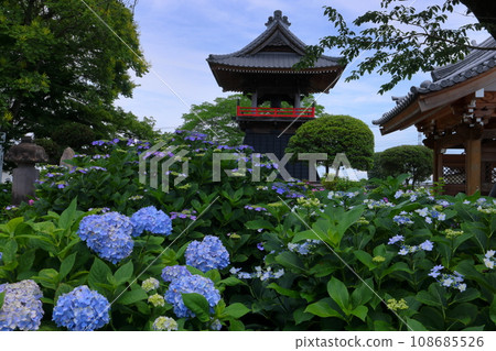 Nagaiota, Kumagaya City, Saitama Prefecture: Hydrangeas, hydrangea, and bell tower on the grounds of Nomanzan Nogoji Temple, which is said to be the hydrangea temple of Menuma. Nagaiota, Kumagaya City, Saitama Prefecture: Hydrangeas, hydrangea, and bell tower on the grounds of Nomanzan Nogoji Temple, which is said to be the hydrangea temple of Menuma. 108685526