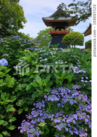 Nagaiota, Kumagaya City, Saitama Prefecture: Hydrangeas, hydrangea, and bell tower on the grounds of Nomanzan Nogoji Temple, which is said to be the hydrangea temple of Menuma. Nagaiota, Kumagaya City, Saitama Prefecture: Hydrangeas, hydrangea, and bell tower on the grounds of Nomanzan Nogoji Temple, which is said to be the hydrangea temple of Menuma. 108685528