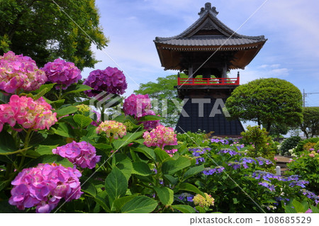 Nagaiota, Kumagaya City, Saitama Prefecture: Hydrangeas, hydrangea, and bell tower on the grounds of Nomanzan Nogoji Temple, which is said to be the hydrangea temple of Menuma. Nagaiota, Kumagaya City, Saitama Prefecture: Hydrangeas, hydrangea, and bell tower on the grounds of Nomanzan Nogoji Temple, which is said to be the hydrangea temple of Menuma. 108685529