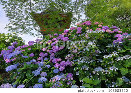 Nagaiota, Kumagaya City, Saitama Prefecture: Hydrangeas, hydrangea, and bell tower on the grounds of Nomanzan Nogoji Temple, which is said to be the hydrangea temple of Menuma. Nagaiota, Kumagaya City, Saitama Prefecture: Hydrangeas, hydrangea, and bell tower on the grounds of Nomanzan Nogoji Temple, which is said to be the hydrangea temple of Menuma. 108685530