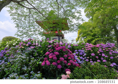 Nagaiota, Kumagaya City, Saitama Prefecture: Hydrangeas, hydrangea, and bell tower on the grounds of Nomanzan Nogoji Temple, which is said to be the hydrangea temple of Menuma. Nagaiota, Kumagaya City, Saitama Prefecture: Hydrangeas, hydrangea, and bell tower on the grounds of Nomanzan Nogoji Temple, which is said to be the hydrangea temple of Menuma. 108685531
