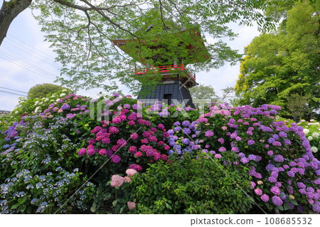 Nagaiota, Kumagaya City, Saitama Prefecture: Hydrangeas, hydrangea, and bell tower on the grounds of Nomanzan Nogoji Temple, which is said to be the hydrangea temple of Menuma. Nagaiota, Kumagaya City, Saitama Prefecture: Hydrangeas, hydrangea, and bell tower on the grounds of Nomanzan Nogoji Temple, which is said to be the hydrangea temple of Menuma. 108685532