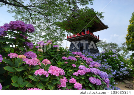 Nagaiota, Kumagaya City, Saitama Prefecture: Hydrangeas, hydrangea, and bell tower on the grounds of Nomanzan Nogoji Temple, which is said to be the hydrangea temple of Menuma. Nagaiota, Kumagaya City, Saitama Prefecture: Hydrangeas, hydrangea, and bell tower on the grounds of Nomanzan Nogoji Temple, which is said to be the hydrangea temple of Menuma. 108685534