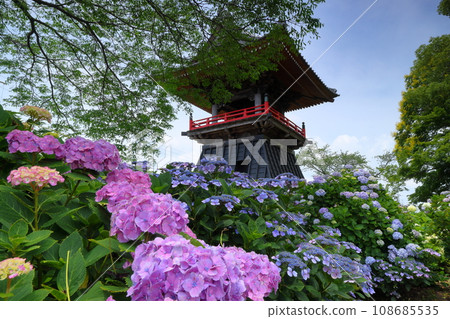 Nagaiota, Kumagaya City, Saitama Prefecture: Hydrangeas, hydrangea, and bell tower on the grounds of Nomanzan Nogoji Temple, which is said to be the hydrangea temple of Menuma. 108685535