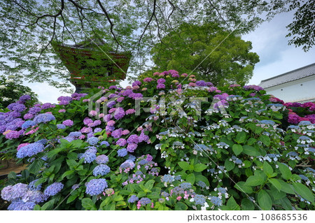 Nagaiota, Kumagaya City, Saitama Prefecture: Hydrangeas, hydrangea, and bell tower on the grounds of Nomanzan Nogoji Temple, which is said to be the hydrangea temple of Menuma. Nagaiota, Kumagaya City, Saitama Prefecture: Hydrangeas, hydrangea, and bell tower on the grounds of Nomanzan Nogoji Temple, which is said to be the hydrangea temple of Menuma. 108685536