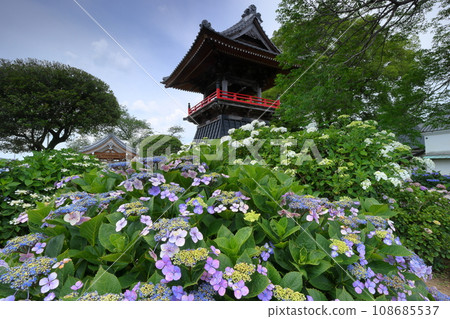 Nagaiota, Kumagaya City, Saitama Prefecture: Hydrangeas, hydrangea, and bell tower on the grounds of Nomanzan Nogoji Temple, which is said to be the hydrangea temple of Menuma. Nagaiota, Kumagaya City, Saitama Prefecture: Hydrangeas, hydrangea, and bell tower on the grounds of Nomanzan Nogoji Temple, which is said to be the hydrangea temple of Menuma. 108685537