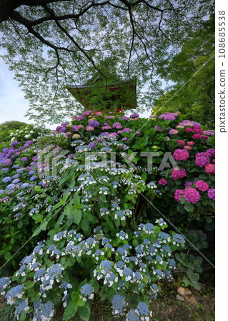 Nagaiota, Kumagaya City, Saitama Prefecture: Hydrangeas, hydrangea, and bell tower on the grounds of Nomanzan Nogoji Temple, which is said to be the hydrangea temple of Menuma. Nagaiota, Kumagaya City, Saitama Prefecture: Hydrangeas, hydrangea, and bell tower on the grounds of Nomanzan Nogoji Temple, which is said to be the hydrangea temple of Menuma. 108685538