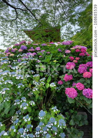 Nagaiota, Kumagaya City, Saitama Prefecture: Hydrangeas, hydrangea, and bell tower on the grounds of Nomanzan Nogoji Temple, which is said to be the hydrangea temple of Menuma. Nagaiota, Kumagaya City, Saitama Prefecture: Hydrangeas, hydrangea, and bell tower on the grounds of Nomanzan Nogoji Temple, which is said to be the hydrangea temple of Menuma. 108685539