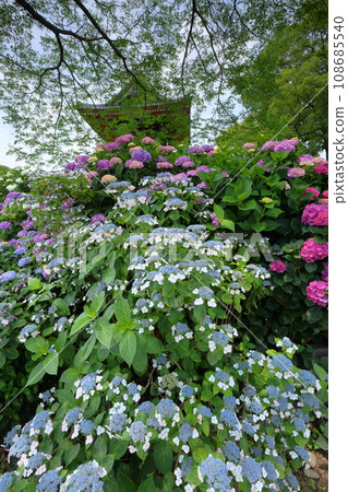 Nagaiota, Kumagaya City, Saitama Prefecture: Hydrangeas, hydrangea, and bell tower on the grounds of Nomanzan Nogoji Temple, which is said to be the hydrangea temple of Menuma. Nagaiota, Kumagaya City, Saitama Prefecture: Hydrangeas, hydrangea, and bell tower on the grounds of Nomanzan Nogoji Temple, which is said to be the hydrangea temple of Menuma. 108685540