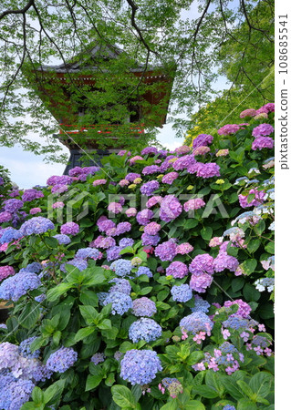Nagaiota, Kumagaya City, Saitama Prefecture: Hydrangeas, hydrangea, and bell tower on the grounds of Nomanzan Nogoji Temple, which is said to be the hydrangea temple of Menuma. Nagaiota, Kumagaya City, Saitama Prefecture: Hydrangeas, hydrangea, and bell tower on the grounds of Nomanzan Nogoji Temple, which is said to be the hydrangea temple of Menuma. 108685541