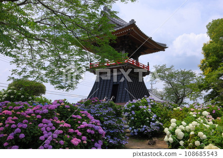 Nagaiota, Kumagaya City, Saitama Prefecture: Hydrangeas, hydrangea, and bell tower on the grounds of Nomanzan Nogoji Temple, which is said to be the hydrangea temple of Menuma. Nagaiota, Kumagaya City, Saitama Prefecture: Hydrangeas, hydrangea, and bell tower on the grounds of Nomanzan Nogoji Temple, which is said to be the hydrangea temple of Menuma. 108685543
