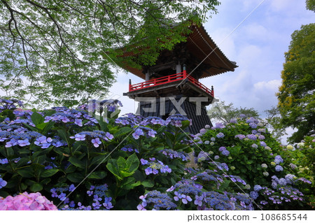 Nagaiota, Kumagaya City, Saitama Prefecture: Hydrangeas, hydrangea, and bell tower on the grounds of Nomanzan Nogoji Temple, which is said to be the hydrangea temple of Menuma. Nagaiota, Kumagaya City, Saitama Prefecture: Hydrangeas, hydrangea, and bell tower on the grounds of Nomanzan Nogoji Temple, which is said to be the hydrangea temple of Menuma. 108685544