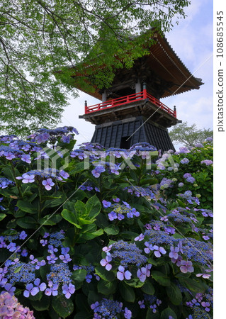 Nagaiota, Kumagaya City, Saitama Prefecture: Hydrangeas, hydrangea, and bell tower on the grounds of Nomanzan Nogoji Temple, which is said to be the hydrangea temple of Menuma. Nagaiota, Kumagaya City, Saitama Prefecture: Hydrangeas, hydrangea, and bell tower on the grounds of Nomanzan Nogoji Temple, which is said to be the hydrangea temple of Menuma. 108685545