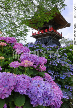 Nagaiota, Kumagaya City, Saitama Prefecture: Hydrangeas, hydrangea, and bell tower on the grounds of Nomanzan Nogoji Temple, which is said to be the hydrangea temple of Menuma. Nagaiota, Kumagaya City, Saitama Prefecture: Hydrangeas, hydrangea, and bell tower on the grounds of Nomanzan Nogoji Temple, which is said to be the hydrangea temple of Menuma. 108685546