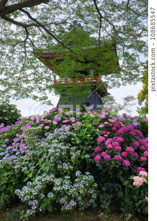 Nagaiota, Kumagaya City, Saitama Prefecture: Hydrangeas, hydrangea, and bell tower on the grounds of Nomanzan Nogoji Temple, which is said to be the hydrangea temple of Menuma. Nagaiota, Kumagaya City, Saitama Prefecture: Hydrangeas, hydrangea, and bell tower on the grounds of Nomanzan Nogoji Temple, which is said to be the hydrangea temple of Menuma. 108685547