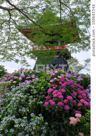 Nagaiota, Kumagaya City, Saitama Prefecture: Hydrangeas, hydrangea, and bell tower on the grounds of Nomanzan Nogoji Temple, which is said to be the hydrangea temple of Menuma. Nagaiota, Kumagaya City, Saitama Prefecture: Hydrangeas, hydrangea, and bell tower on the grounds of Nomanzan Nogoji Temple, which is said to be the hydrangea temple of Menuma. 108685548