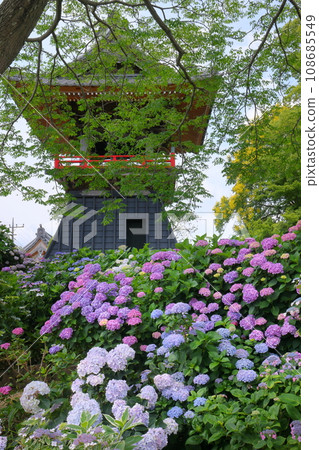 Nagaiota, Kumagaya City, Saitama Prefecture: Hydrangeas, hydrangea, and bell tower on the grounds of Nomanzan Nogoji Temple, which is said to be the hydrangea temple of Menuma. Nagaiota, Kumagaya City, Saitama Prefecture: Hydrangeas, hydrangea, and bell tower on the grounds of Nomanzan Nogoji Temple, which is said to be the hydrangea temple of Menuma. 108685549