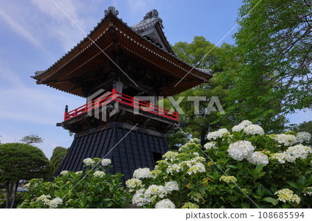 Nagaiota, Kumagaya City, Saitama Prefecture: Hydrangeas, Annabelle, and bell tower on the grounds of Nomanzan Nogoji Temple, which is said to be the hydrangea temple of Menuma. Nagaiota, Kumagaya City, Saitama Prefecture: Hydrangeas, Annabelle, and bell tower on the grounds of Nomanzan Nogoji Temple, which is said to be the hydrangea temple of Menuma. 108685594