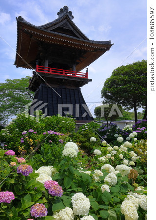 Nagaiota, Kumagaya City, Saitama Prefecture: Hydrangeas, Annabelle, and bell tower on the grounds of Nomanzan Nogoji Temple, which is said to be the hydrangea temple of Menuma. Nagaiota, Kumagaya City, Saitama Prefecture: Hydrangeas, Annabelle, and bell tower on the grounds of Nomanzan Nogoji Temple, which is said to be the hydrangea temple of Menuma. 108685597