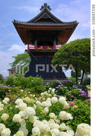 Nagaiota, Kumagaya City, Saitama Prefecture: Hydrangeas, Annabelle, and bell tower on the grounds of Nomanzan Nogoji Temple, which is said to be the hydrangea temple of Menuma. Nagaiota, Kumagaya City, Saitama Prefecture: Hydrangeas, Annabelle, and bell tower on the grounds of Nomanzan Nogoji Temple, which is said to be the hydrangea temple of Menuma. 108685598