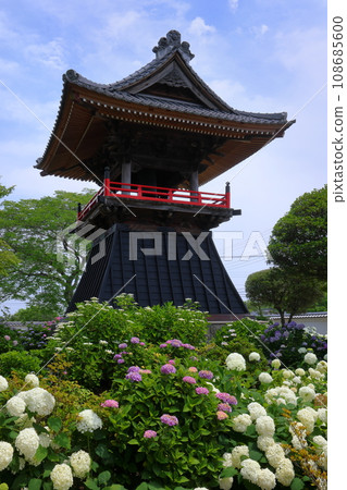 Nagaiota, Kumagaya City, Saitama Prefecture: Hydrangeas, Annabelle, and bell tower on the grounds of Nomanzan Nogoji Temple, which is said to be the hydrangea temple of Menuma. Nagaiota, Kumagaya City, Saitama Prefecture: Hydrangeas, Annabelle, and bell tower on the grounds of Nomanzan Nogoji Temple, which is said to be the hydrangea temple of Menuma. 108685600
