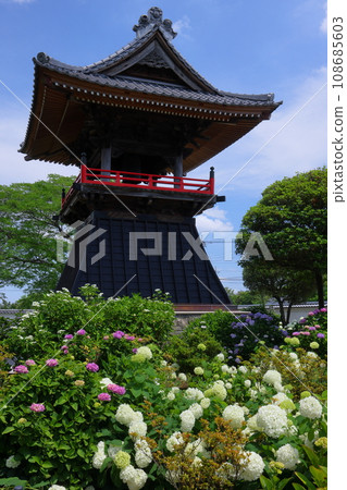 Nagaiota, Kumagaya City, Saitama Prefecture: Hydrangeas, Annabelle, and bell tower on the grounds of Nomanzan Nogoji Temple, which is said to be the hydrangea temple of Menuma. Nagaiota, Kumagaya City, Saitama Prefecture: Hydrangeas, Annabelle, and bell tower on the grounds of Nomanzan Nogoji Temple, which is said to be the hydrangea temple of Menuma. 108685603