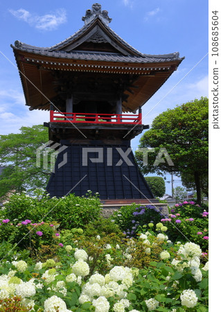 Nagaiota, Kumagaya City, Saitama Prefecture: Hydrangeas, Annabelle, and bell tower on the grounds of Nomanzan Nogoji Temple, which is said to be the hydrangea temple of Menuma. Nagaiota, Kumagaya City, Saitama Prefecture: Hydrangeas, Annabelle, and bell tower on the grounds of Nomanzan Nogoji Temple, which is said to be the hydrangea temple of Menuma. 108685604